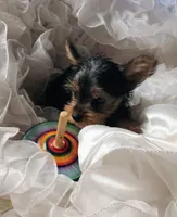 Champ , a male Yorkshire Terrier for sale in Guin, AL – 6 of 9