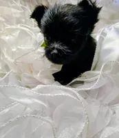 Midnight, a male Pomeranian and Yorkshire Terrier for sale in Guin, AL – 2 of 10