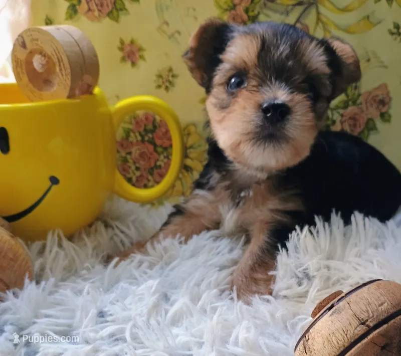 Jasper – Yorkshire Terrier puppy for sale in Guin, AL