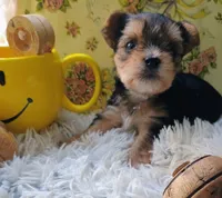 Jasper, a male Yorkshire Terrier for sale in Guin, AL – 1 of 8