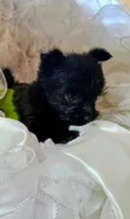 Midnight, a male Pomeranian and Yorkshire Terrier for sale in Guin, AL – 3 of 10