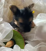 Buster, a male Pomeranian and Yorkshire Terrier for sale in Guin, AL – 9 of 10