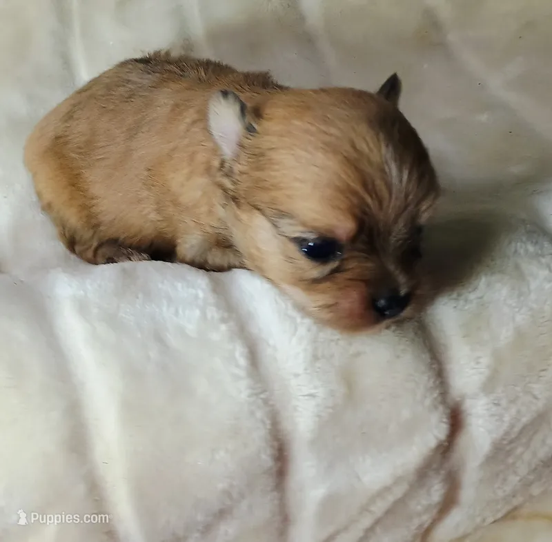 Tank – Pomeranian, Yorkshire Terrier puppy for sale in Guin, AL