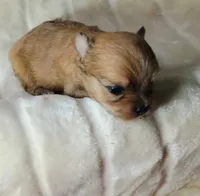 Tank, a male Pomeranian and Yorkshire Terrier for sale in Guin, AL – 1 of 5