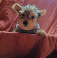 Susie, a female Yorkshire Terrier for sale in Guin, AL – 1 of 10