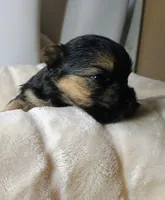 Blake, a male Pomeranian and Yorkshire Terrier for sale in Guin, AL – 3 of 4