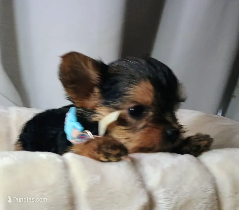 Tiny girl – Yorkshire Terrier puppy for sale in Guin, AL