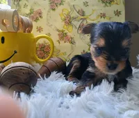 Hamilton, a male Yorkshire Terrier for sale in Guin, AL – 6 of 8