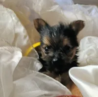 Buster, a male Pomeranian and Yorkshire Terrier for sale in Guin, AL – 7 of 10