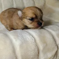 Tank, a male Pomeranian and Yorkshire Terrier for sale in Guin, AL – 4 of 5