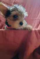 Susie, a female Yorkshire Terrier for sale in Guin, AL – 2 of 10