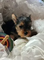 Champ , a male Yorkshire Terrier for sale in Guin, AL – 5 of 9