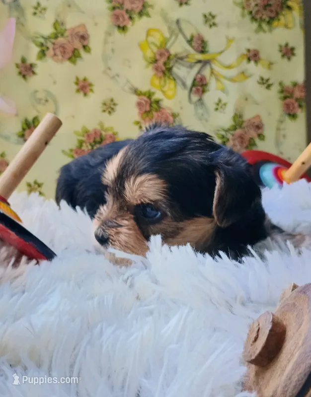 Precious – Yorkshire Terrier puppy for sale in Guin, AL