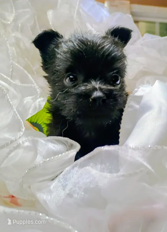 Blackie – Pomeranian, Yorkshire Terrier puppy for sale in Guin, AL