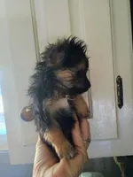 Buster, a male Pomeranian and Yorkshire Terrier for sale in Guin, AL – 10 of 10
