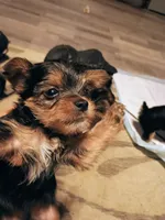 Jasper, a male Yorkshire Terrier for sale in Guin, AL – 5 of 8