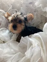 Susie, a female Yorkshire Terrier for sale in Guin, AL – 5 of 10