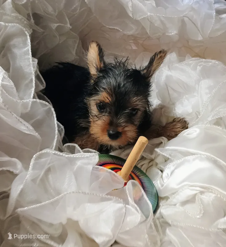 Jasper – Yorkshire Terrier puppy for sale in Guin, AL