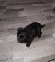 Black beauty, a female Pomeranian for sale in Guin, AL – Photo 7 of 10