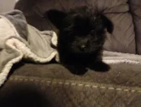 Black beauty, a female Pomeranian and Yorkshire Terrier for sale in Guin, AL – Photo 6 of 10