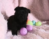 Black beauty, a female Pomeranian for sale in Guin, AL – Photo 6 of 10