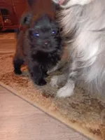 Black beauty, a female Pomeranian for sale in Guin, AL – Photo 9 of 10