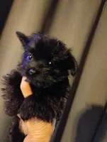 Black beauty, a female Pomeranian and Yorkshire Terrier for sale in Guin, AL – Photo 10 of 10