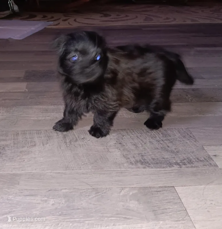 Black beauty – Pomeranian puppy for sale in Guin, AL