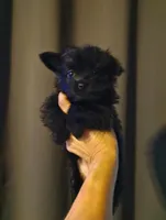 Black beauty, a female Pomeranian and Yorkshire Terrier for sale in Guin, AL – Photo 9 of 10