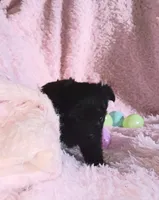 Black beauty, a female Pomeranian for sale in Guin, AL – Photo 2 of 10