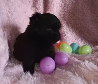 Black beauty, a female Pomeranian for sale in Guin, AL – Photo 4 of 10