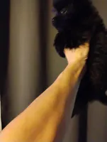 Black beauty, a female Pomeranian and Yorkshire Terrier for sale in Guin, AL – Photo 7 of 10