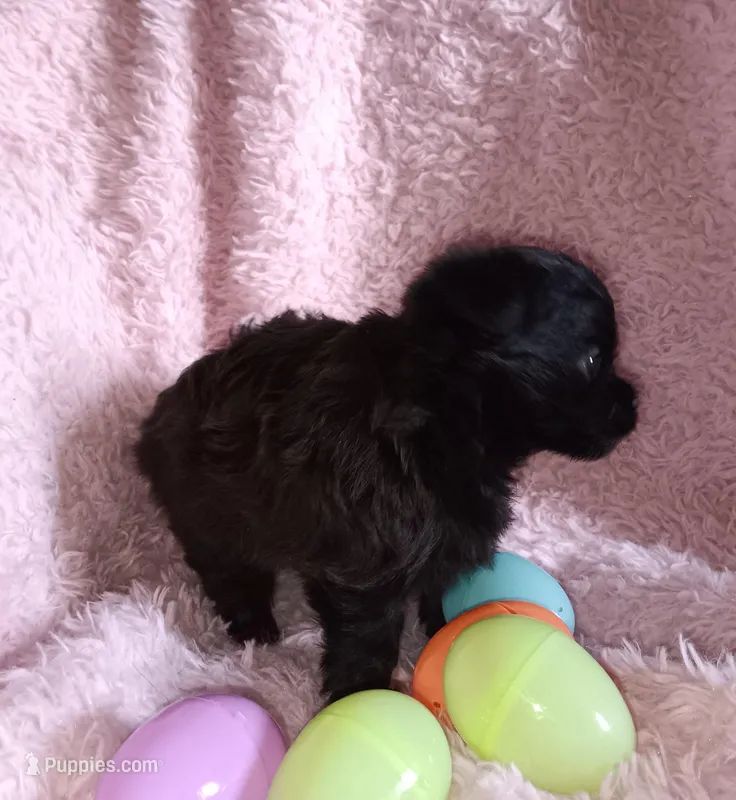 Black beauty – Pomeranian puppy for sale in Guin, AL