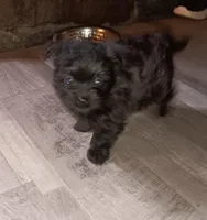 Black beauty, a female Pomeranian for sale in Guin, AL – Photo 8 of 10