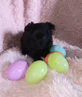 Black beauty, a female Pomeranian for sale in Guin, AL – Photo 5 of 10