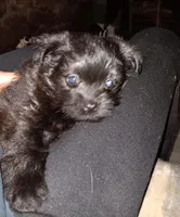 Black beauty, a female Pomeranian for sale in Guin, AL – Photo 10 of 10