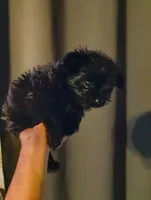 Black beauty, a female Pomeranian and Yorkshire Terrier for sale in Guin, AL – Photo 8 of 10