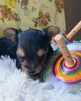 Tiny girl, a female Yorkshire Terrier for sale in Guin, AL – 7 of 9