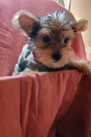 Susie, a female Yorkshire Terrier for sale in Guin, AL – 7 of 10