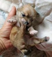 Tank, a male Pomeranian and Yorkshire Terrier for sale in Guin, AL – 5 of 5