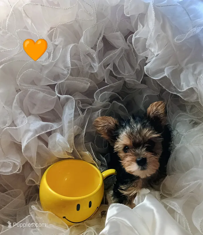 Hamilton – Yorkshire Terrier puppy for sale in Guin, AL