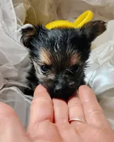 Buster, a male Pomeranian and Yorkshire Terrier for sale in Guin, AL – 3 of 10
