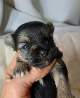 Blake, a male Pomeranian and Yorkshire Terrier for sale in Guin, AL – 4 of 4