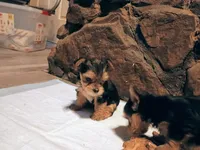 Precious, a female Yorkshire Terrier for sale in Guin, AL – 7 of 7