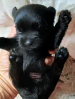 Blackie, a male Pomeranian and Yorkshire Terrier for sale in Guin, AL – 5 of 5