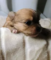 Tank, a male Pomeranian and Yorkshire Terrier for sale in Guin, AL – 3 of 5