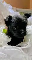 Midnight, a male Pomeranian and Yorkshire Terrier for sale in Guin, AL – 5 of 10