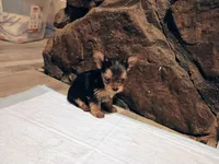 Tiny girl, a female Yorkshire Terrier for sale in Guin, AL – 9 of 9