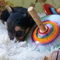 Tiny girl, a female Yorkshire Terrier for sale in Guin, AL – 4 of 9