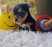 Hamilton, a male Yorkshire Terrier for sale in Guin, AL – 2 of 8
